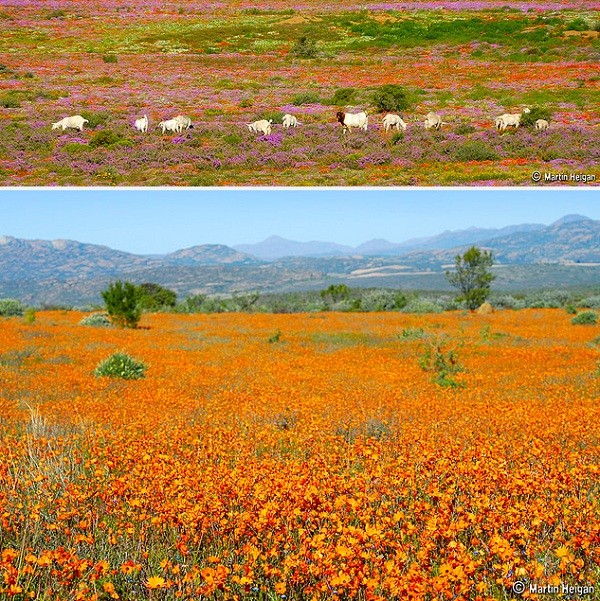 Đến châu Phi ngắm cảnh đẹp ngàn hoa cúc